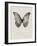 Black Butterfly on Tan-Design Fabrikken-Framed Photographic Print