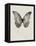 Black Butterfly on Tan-Design Fabrikken-Framed Stretched Canvas