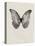 Black Butterfly on Tan-Design Fabrikken-Stretched Canvas