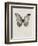 Black Butterfly on Tan-Design Fabrikken-Framed Photographic Print