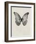 Black Butterfly on Tan-Design Fabrikken-Framed Photographic Print