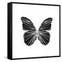 Black Butterfly-Lisa Kroll-Framed Stretched Canvas