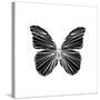 Black Butterfly-Lisa Kroll-Stretched Canvas