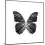 Black Butterfly-Lisa Kroll-Mounted Art Print