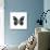 Black Butterfly-Lisa Kroll-Art Print displayed on a wall