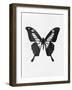 Black Butterfly-Eline Isaksen-Framed Art Print