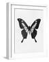 Black Butterfly-Eline Isaksen-Framed Art Print