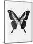Black Butterfly-Eline Isaksen-Mounted Art Print