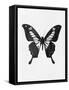 Black Butterfly-Eline Isaksen-Framed Stretched Canvas