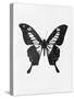 Black Butterfly-Eline Isaksen-Stretched Canvas