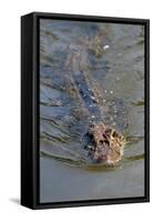 Black caiman (Melanosuchus niger) swimming in the Madre de Dios River, Manu National Park-G&M Therin-Weise-Framed Stretched Canvas