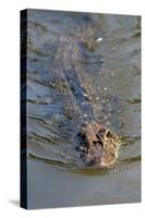 Black caiman (Melanosuchus niger) swimming in the Madre de Dios River, Manu National Park-G&M Therin-Weise-Stretched Canvas