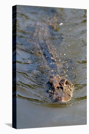 Black caiman (Melanosuchus niger) swimming in the Madre de Dios River, Manu National Park-G&M Therin-Weise-Stretched Canvas