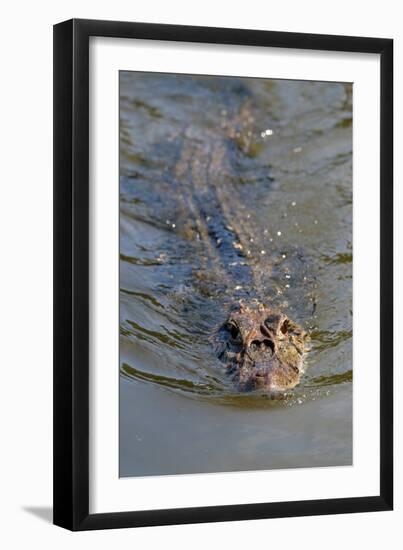 Black caiman (Melanosuchus niger) swimming in the Madre de Dios River, Manu National Park-G&M Therin-Weise-Framed Photographic Print