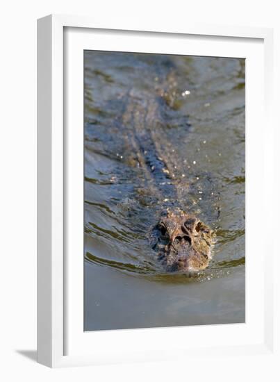 Black caiman (Melanosuchus niger) swimming in the Madre de Dios River, Manu National Park-G&M Therin-Weise-Framed Photographic Print