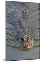 Black caiman (Melanosuchus niger) swimming in the Madre de Dios River, Manu National Park-G&M Therin-Weise-Mounted Photographic Print