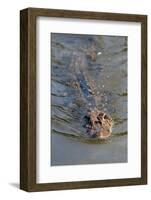 Black caiman (Melanosuchus niger) swimming in the Madre de Dios River, Manu National Park-G&M Therin-Weise-Framed Photographic Print