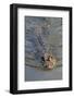 Black caiman (Melanosuchus niger) swimming in the Madre de Dios River, Manu National Park-G&M Therin-Weise-Framed Photographic Print