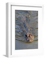 Black caiman (Melanosuchus niger) swimming in the Madre de Dios River, Manu National Park-G&M Therin-Weise-Framed Photographic Print