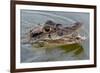 Black caiman (Melanosuchus niger) swimming in the Madre de Dios River, Manu National Park-G&M Therin-Weise-Framed Photographic Print