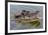 Black caiman (Melanosuchus niger) swimming in the Madre de Dios River, Manu National Park-G&M Therin-Weise-Framed Photographic Print