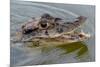 Black caiman (Melanosuchus niger) swimming in the Madre de Dios River, Manu National Park-G&M Therin-Weise-Mounted Photographic Print