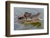 Black caiman (Melanosuchus niger) swimming in the Madre de Dios River, Manu National Park-G&M Therin-Weise-Framed Photographic Print