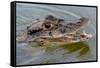 Black caiman (Melanosuchus niger) swimming in the Madre de Dios River, Manu National Park-G&M Therin-Weise-Framed Stretched Canvas