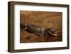 Black Caiman Sunbathing-W. Perry Conway-Framed Premium Photographic Print