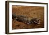 Black Caiman Sunbathing-W. Perry Conway-Framed Photographic Print