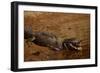 Black Caiman Sunbathing-W. Perry Conway-Framed Photographic Print