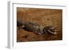 Black Caiman Sunbathing-W. Perry Conway-Framed Photographic Print