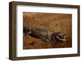 Black Caiman Sunbathing-W. Perry Conway-Framed Photographic Print