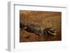 Black Caiman Sunbathing-W. Perry Conway-Framed Photographic Print