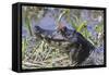 Black Caiman with Butterfly-Hal Beral-Framed Stretched Canvas