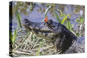 Black Caiman with Butterfly-Hal Beral-Stretched Canvas