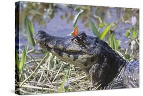 Black Caiman with Butterfly-Hal Beral-Stretched Canvas