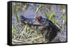 Black Caiman with Butterfly-Hal Beral-Framed Stretched Canvas