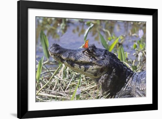 Black Caiman with Butterfly-Hal Beral-Framed Photographic Print