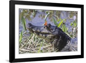 Black Caiman with Butterfly-Hal Beral-Framed Photographic Print