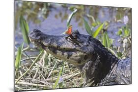 Black Caiman with Butterfly-Hal Beral-Mounted Photographic Print