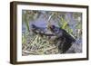 Black Caiman with Butterfly-Hal Beral-Framed Photographic Print