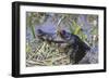 Black Caiman with Butterfly-Hal Beral-Framed Photographic Print