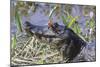 Black Caiman with Butterfly-Hal Beral-Mounted Photographic Print