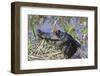 Black Caiman with Butterfly-Hal Beral-Framed Photographic Print