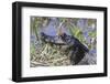 Black Caiman with Butterfly-Hal Beral-Framed Photographic Print