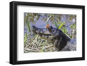 Black Caiman with Butterfly-Hal Beral-Framed Photographic Print
