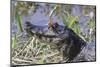 Black Caiman with Butterfly-Hal Beral-Mounted Photographic Print