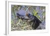 Black Caiman with Butterfly-Hal Beral-Framed Photographic Print