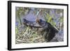 Black Caiman with Butterfly-Hal Beral-Framed Photographic Print